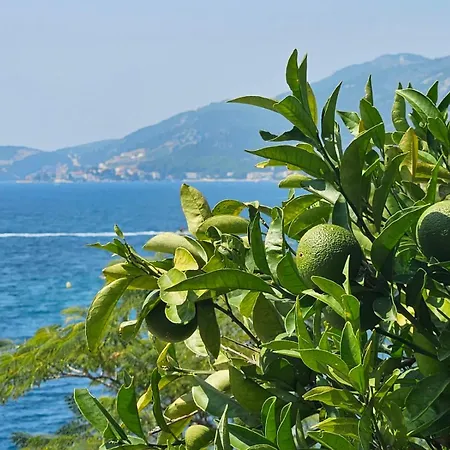 Orange Tree Mediterranean Beachfront House